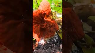 Строчок пучковый Gyromitra fastigiata short shorts [upl. by Oak]