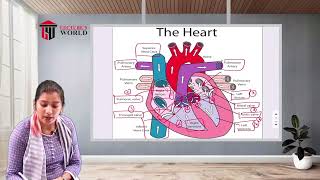 GNM 1st YearAnatomy amp PhysiologyCirculatory System  Anatomy Of Heart [upl. by Kcitrap220]