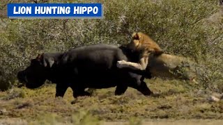 Lion Vs Hippo  Lion hunting down a Hippo  Lion killing a Hippo alone [upl. by Nanerb]