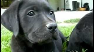 Black labs in slow motion [upl. by Nwahsirhc825]