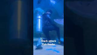 Fish feeder got attacked Shark VGPMarineKingdom sharkencounters viralshorts trendingshorts [upl. by Smalley]