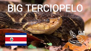 Big deadly venomous Terciopelo Bothrops asper snake from Costa Rica Ferdelance pit viper [upl. by Tennek]