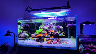 The Coolest Floating Reef Aquarium Setup I’ve Ever Seen 🤩 [upl. by Ahsiki141]