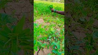 Methi kat rahi hai 😂🙈agriculture funny video subscribe [upl. by Rothmuller484]