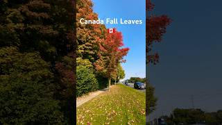 🇨🇦Canada Fall Maple Leaves canada mapleleaves autumn canadaautumn canadatravel [upl. by Lleunamme]