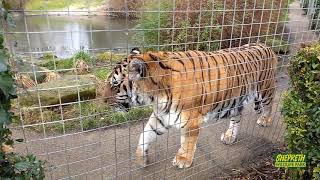 Tigers at Shepreth Wildlife Park In loving memory of Amba the Tiger [upl. by Daub]