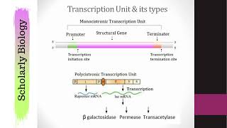 Polycistronic amp Monocistronic Transcription  Molecular Basis of Inheritance  Biology Class 12NEET [upl. by Nahsrad152]