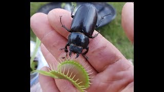 Monster Beetle CRUSHED in Venus Flytrap [upl. by Leahcimnaj624]