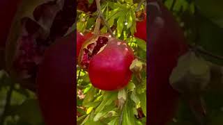 pomegranate  Wonderful amp Sweet varieties garden [upl. by Aerbua539]