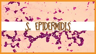 Staphylococcus Epidermidis [upl. by Enitsua92]