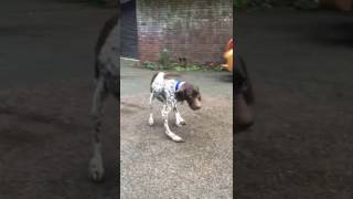 Dog with severely bowed legs learns to walk again [upl. by Anij]