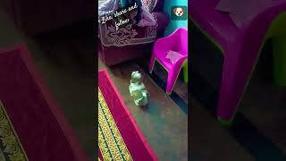 Our cute shih tuz dog barking first barking video🐶🐕 [upl. by Cleave]