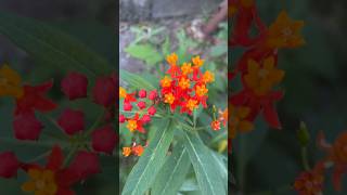 Corbeille dor à Ouate Asclepias curassavica  Flore amp Plantes de la Reunion reunionisland [upl. by Euqinot]