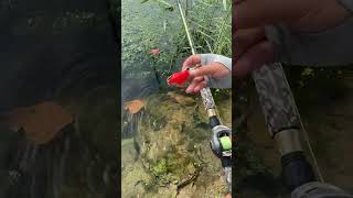 Best fishing rod in cheap rate viralvideo shorts youtubeshorts [upl. by Namie]