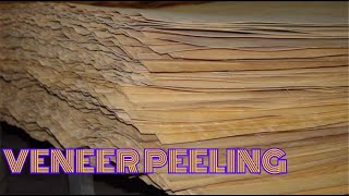 Лущение березового шпона Peeling of birch veneer Eng sub [upl. by Bills]