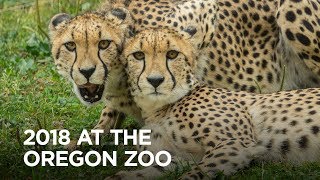 2018 Year in Review at the Oregon Zoo [upl. by Chrissie]