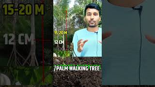 Walking Tree  Can a tree walk  National shiksha [upl. by Esiole923]