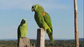 PAPAGAIO VERDADEIRO AMAZONA AESTIVA TURQUOISEFRONTED PARROT PAPAGAIOGREGO PAPAGAIOCURAU [upl. by Odab987]