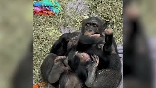 Zoo Knoxvilles Stevie with Surrogates mothers Daisy and Jambo [upl. by Nailluj]