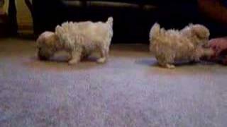 toy poodle puppiessolids playing [upl. by Ecnaret]