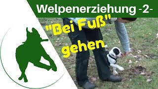 Welpenerziehung Teil 2  quotBEI FUßquot üben  ohne Druck und Leinenruck [upl. by Ednil]