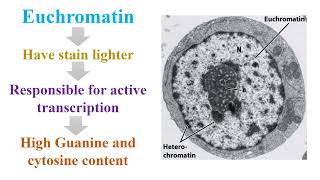 Different between Euchromatin and Heterochromatin on Eukaryotic Cell [upl. by Beichner]