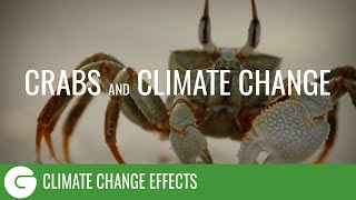 Crabs and Climate Change [upl. by Jorey]