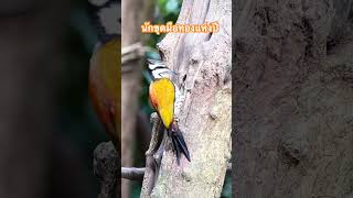 นักขุดมือทองแห่งปี ได้แก่ นกหัวขวานสามนิ้วหลังทอง Common flameback บ่อเบิร์ดแก่งกระจาน [upl. by Minton]