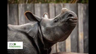 🦏 Neushoorn Qabid vertrekt naar Schotland [upl. by Aisiram876]