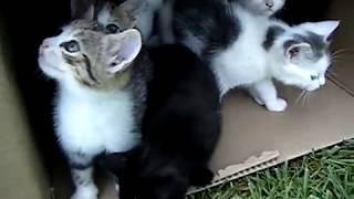 10 Kittens 1st Day Outside  Cute Cats Playing  Adorable Animals [upl. by Sivel832]