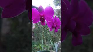 শখের বাগানের Dendrobium Orchid 💐💐 shortsvideo nature beautiful flowers viral [upl. by Marijn]