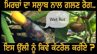 Wet rot of Chilli  ਮਿਰਚ ਦਾ ਗਲਣ ਰੋਗ ਤੇ ਉਸਦਾ ਇਲਾਜ [upl. by Fanchie503]