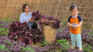 Harvesting Red Amaranth Go To Market Sell  Cooking  Lý Phúc An [upl. by Harriman]