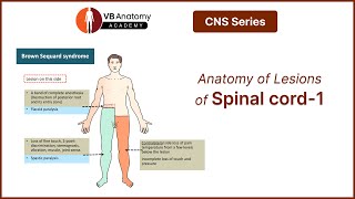 Anatomy of Lesions of spinal cordPart 1 [upl. by Dar]