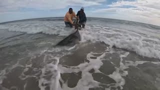 Jawdropping catch Florida fisherman catches great white shark off Amelia Island coast [upl. by Ayita]