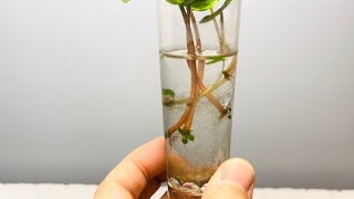 Propagation Update 1  Peperomia Caperata [upl. by Alehs310]