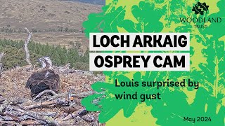 Male osprey surprised by strong gust of wind  Loch Arkaig Osprey Cam [upl. by Naivaf697]