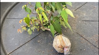 Improve Zelkova Bonsai with 2 Different Air Layer Methods [upl. by Terena]