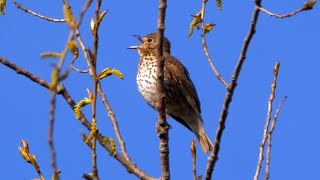 Singing Song Thrush 2023 [upl. by Tolman855]