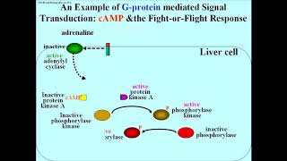 317 GProtein Activation of Protein Kinase A and the FightorFlight Response [upl. by Asela210]