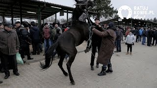 Targi Koni Skaryszew 2019 [upl. by Ennaj]