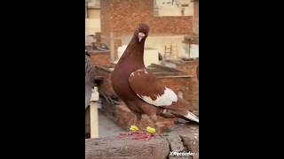 pigeon status like subscribers comment viralshort vlog trandingshorts fancypigeon👍 [upl. by Tutt]