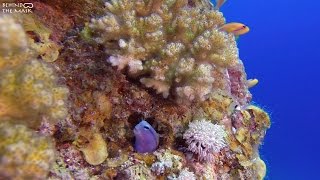 Red Sea Blenny fish Ecsenius gravieri [upl. by Hofmann]