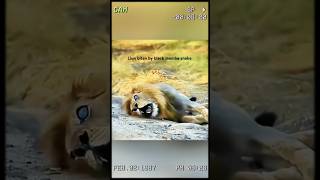 Lion on its deathbed succumbing to a black mamba bitewildlife lion snake nature hunting [upl. by Akiem]