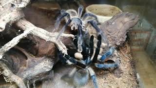 Mating Monocentropus balfouri  Socotra Island Blue Baboon Spider [upl. by Monaco]