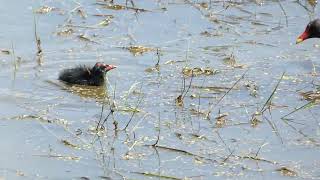 Kokoszka zwyczajna kokoszka kokoszka wodna common moorhen Gallinula chloropus [upl. by Sairahcaz611]