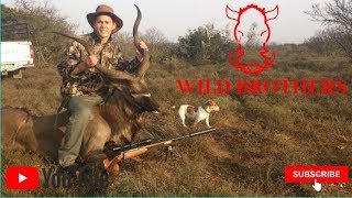 Hunting 2020  Wilgerfontein part05 Kudu hunt head shot 7x64 brenneke SAKO 150GR ELDX HORNADY [upl. by Gussman48]