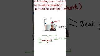 Homologous Chromosomes Alleles Finally Explained [upl. by Ihcehcu]