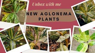 Online plant shopping  aglonema unboxing [upl. by Enehs820]