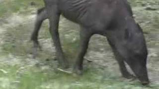 Babirusa Pigs at the Oregon Zoo [upl. by Oludoet856]